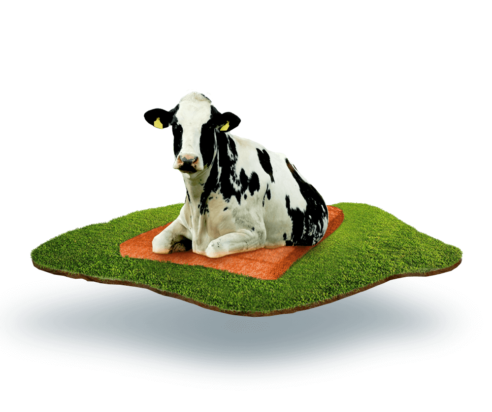 Cow laying on the Dutch Mountain mattress